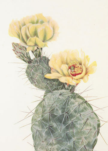 Missouri Prickly Pear From North American Wildflowers (1925) By Mary Vaux Walcott. | Canvas