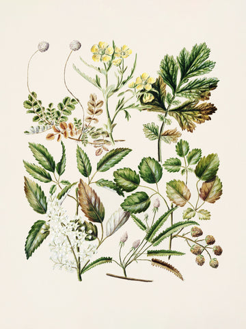 Rubens Australis By Sarah Featon | Canvas