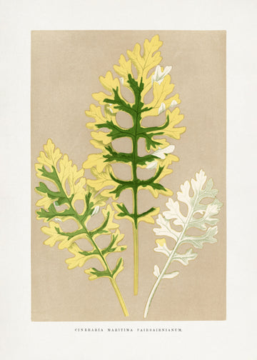 Cineraria Maritima Fairbairnianum Leaf Illustration | Canvas