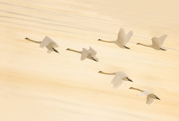 Golden Swans Soaring | Poster