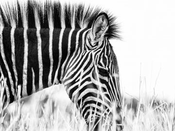 Monochrome Zebra Grace | Canvas