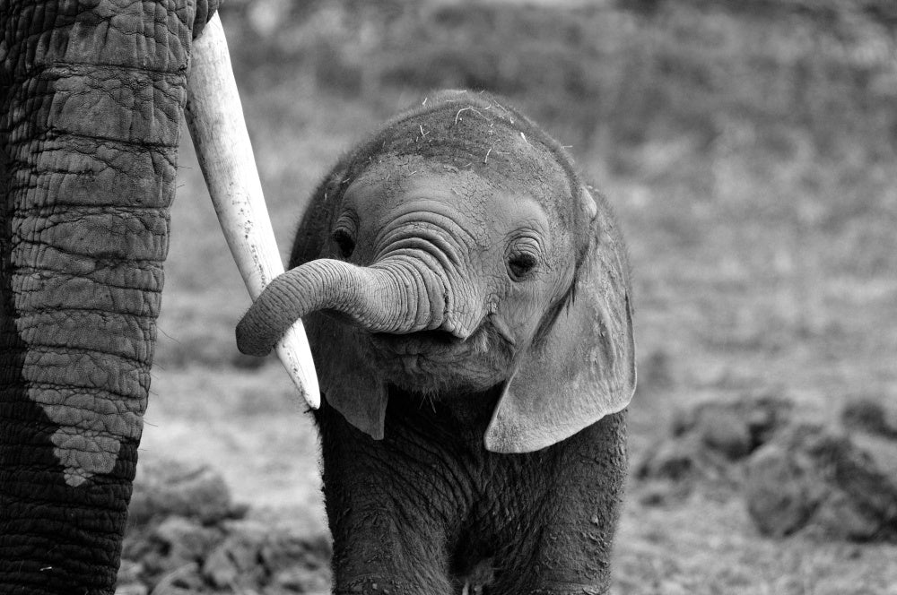 Curious Baby Elephant | Poster