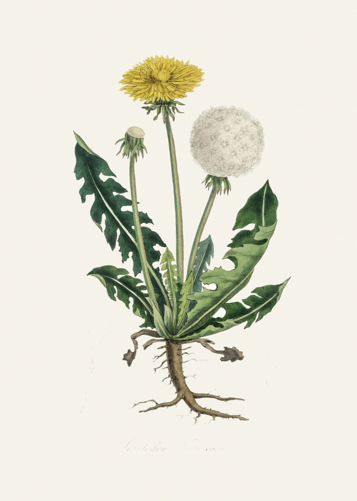 Leontodon Taraxacuma Medical Botany | Poster