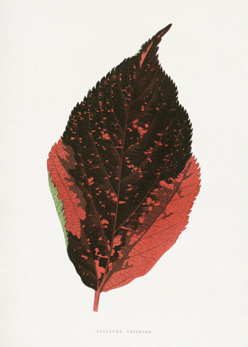 Acalypha Tricolor Leaf Illustration | Canvas