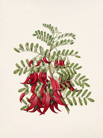 Kowhai   Clianthus Puniceus Drawn By Sarah Featon (1848–1927) | Poster