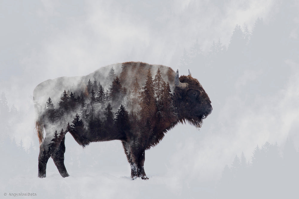 Wild Bison Forest | Canvas