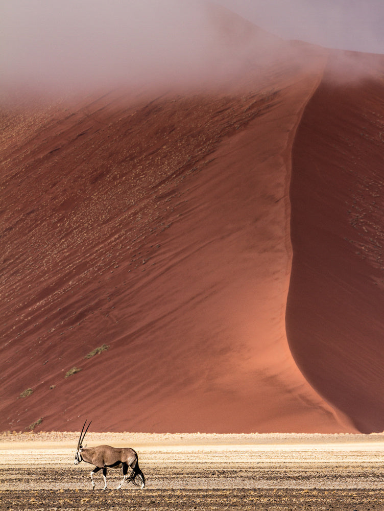 Misty Red Desert Oryx | Poster