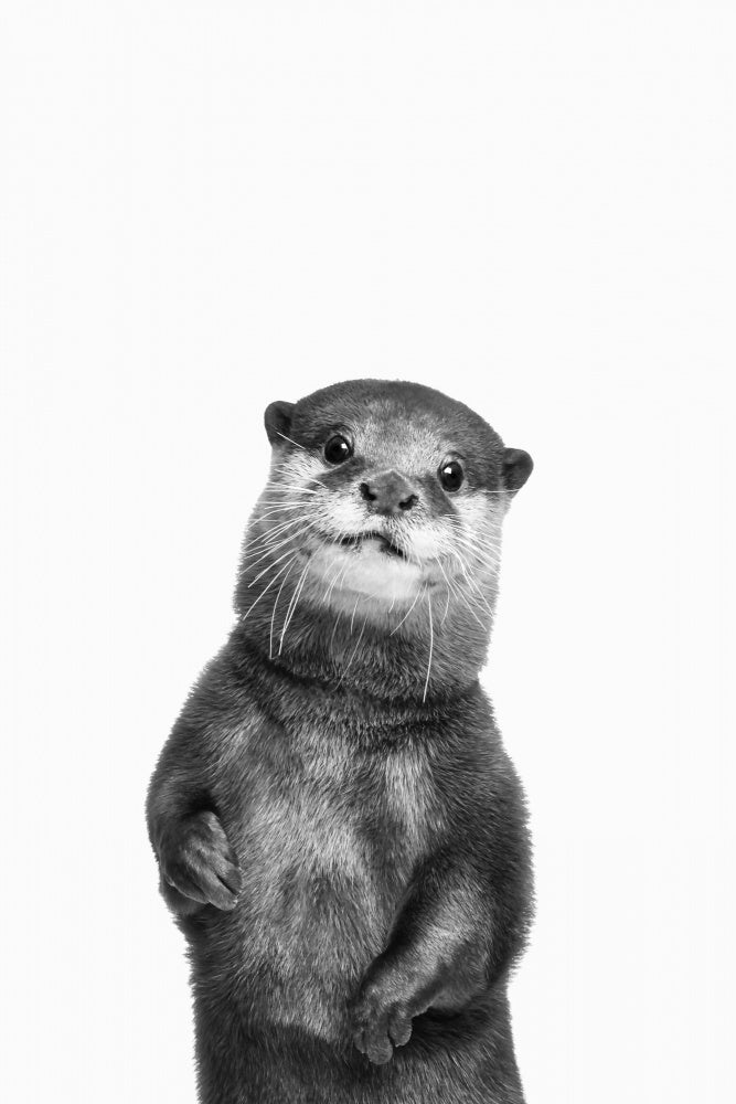 Otter | Poster