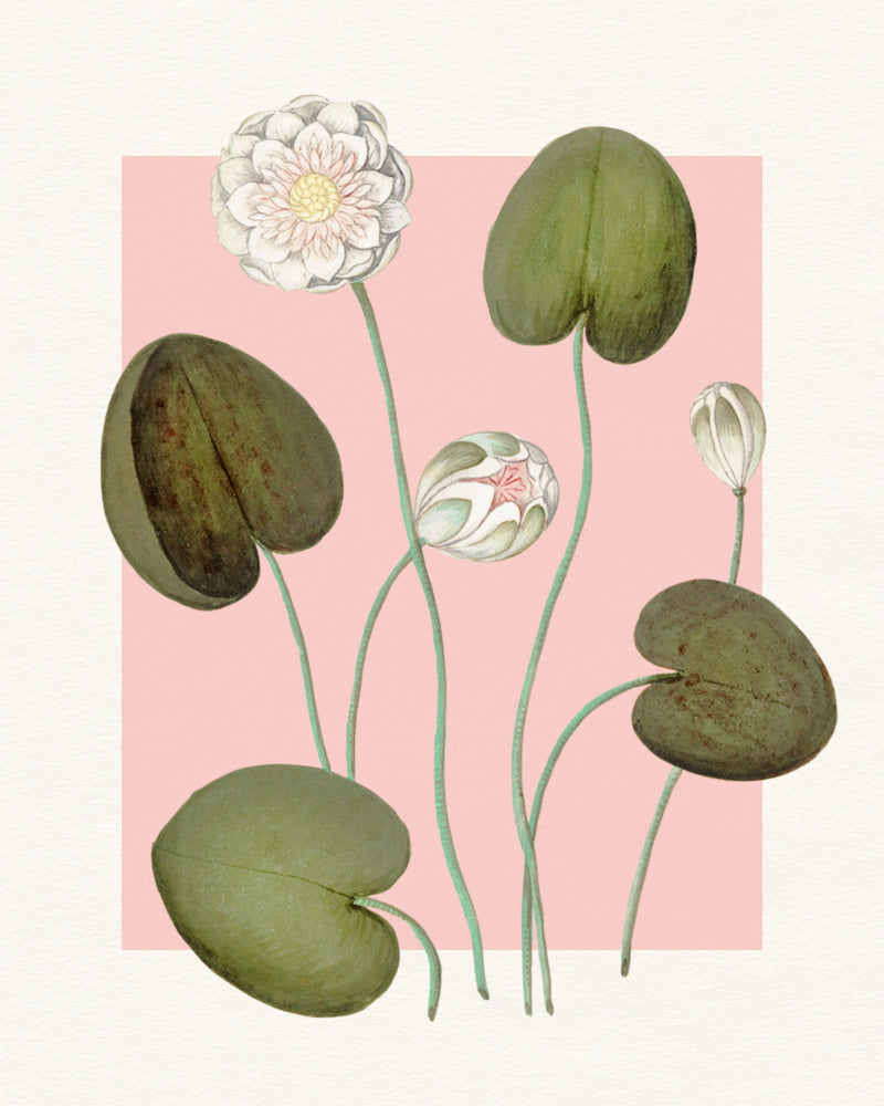Pink Water Lilies | Canvas