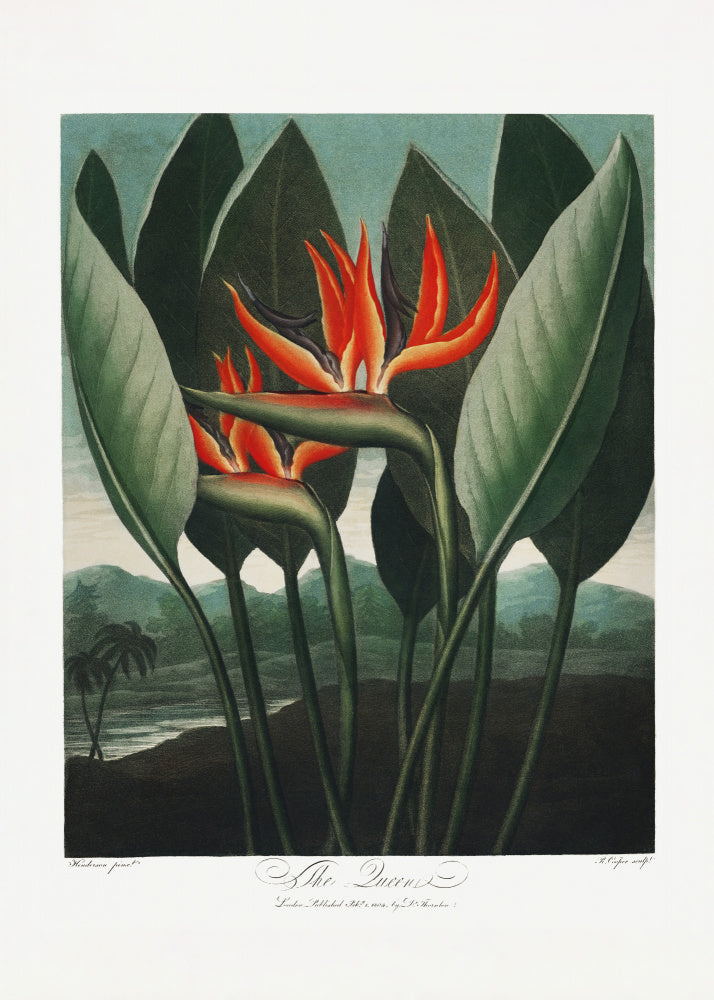 The Queen–Plant from The Temple of Flora (1807) | Poster