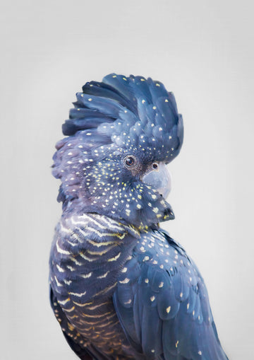 Black Cockatoo | Canvas