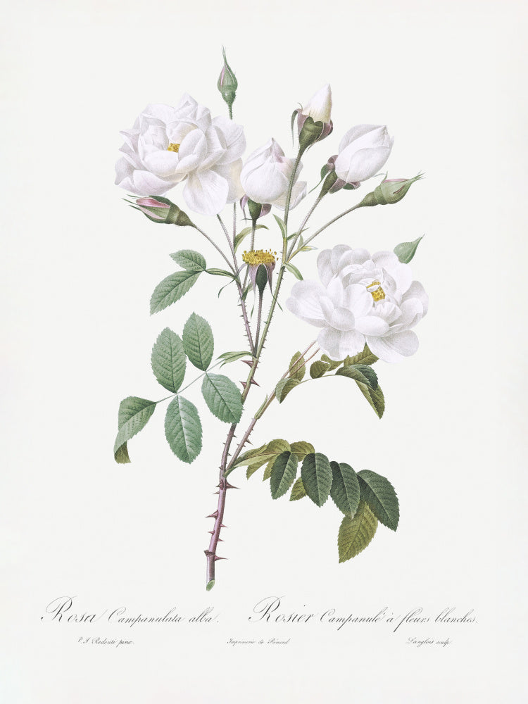 Rosa Gallica Pontiana, Les Roses (1817–1824) | Poster