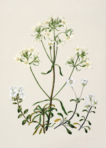 New Zealand Gentiana Drawn By Sarah Featon (1848–1927) | Poster