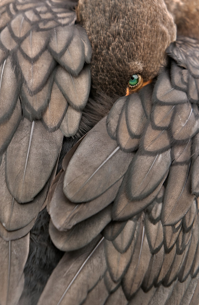 Feathered Green Eye | Canvas