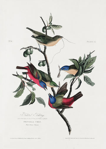 Painted Finch From Birds of America (1827) | Canvas