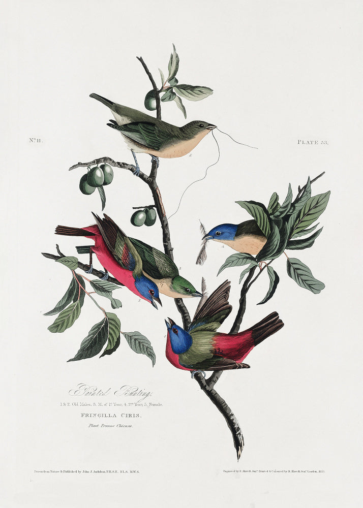 Painted Finch From Birds of America (1827) | Poster