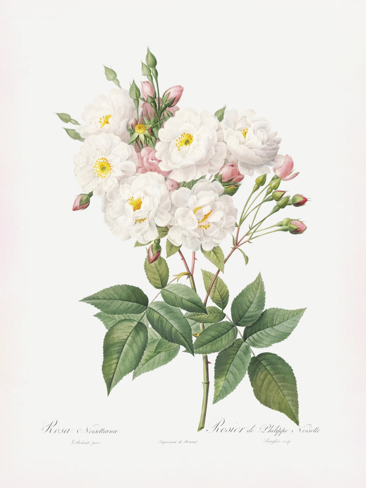 Rosa × Noisettiana, Les Roses (1817–1824) | Poster