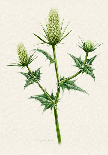 Botanical Sea Holly | Canvas