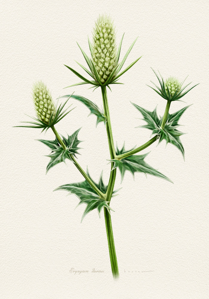 Botanical Sea Holly | Poster