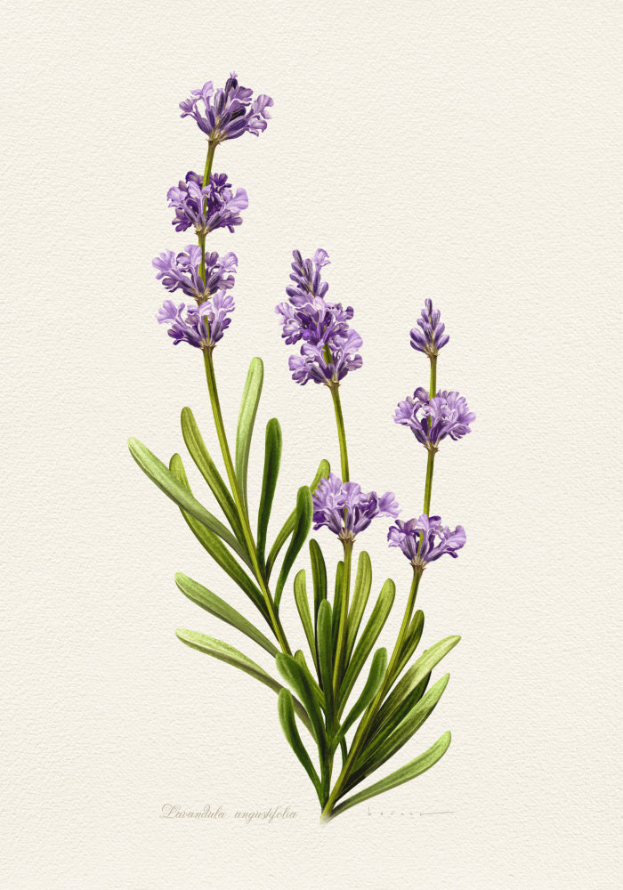 Elegant Lavender Botanical | Canvas