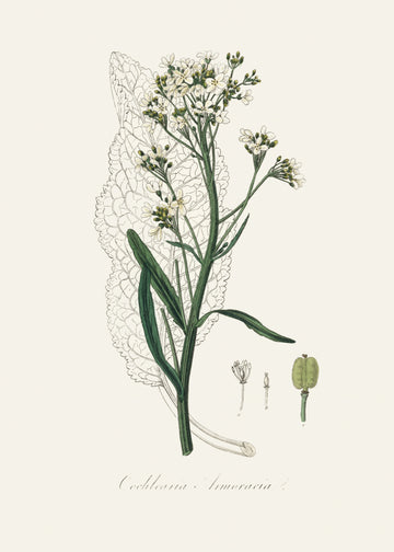 Horseradish (cochlearia Armoracia)  Medical Botany | Poster