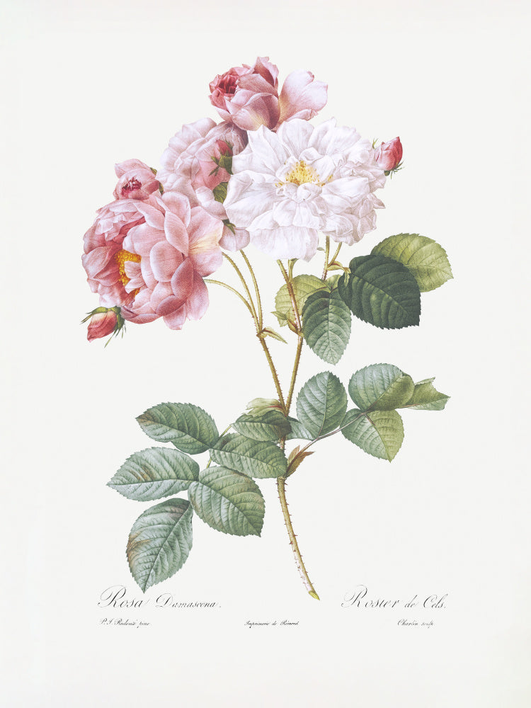 Rosebush, Les Roses (1817–1824) | Poster