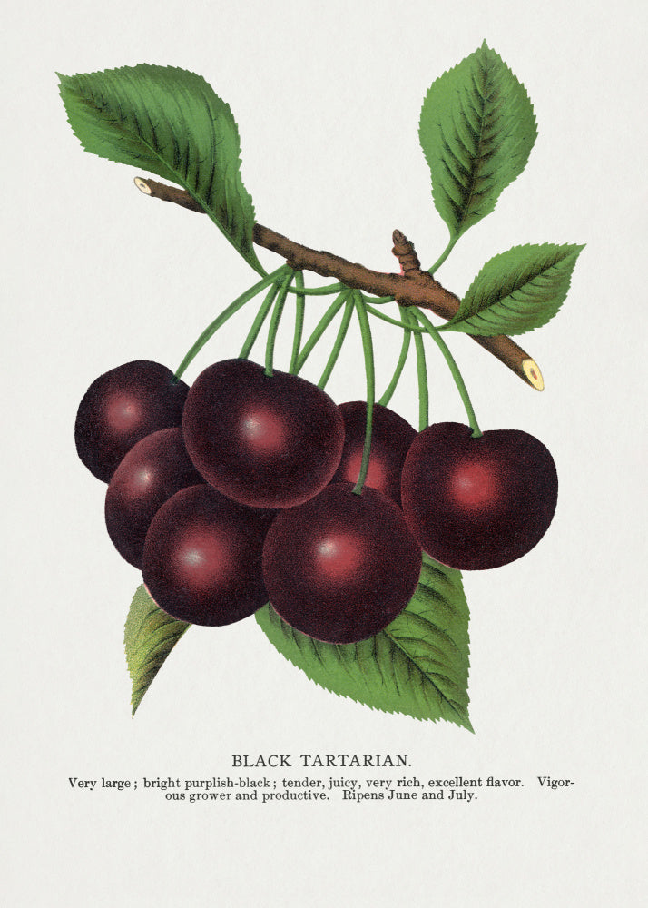 Black Tartarian Cherry Lithograph | Poster