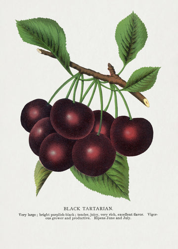 Black Tartarian Cherry Lithograph | Poster