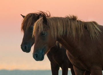 Peaceful Wild Horses | Poster