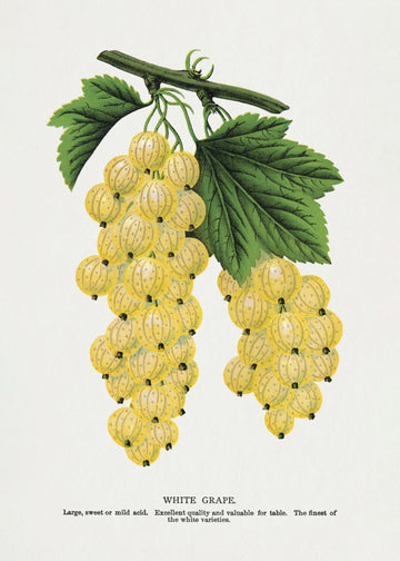 White Grape Lithograph | Poster