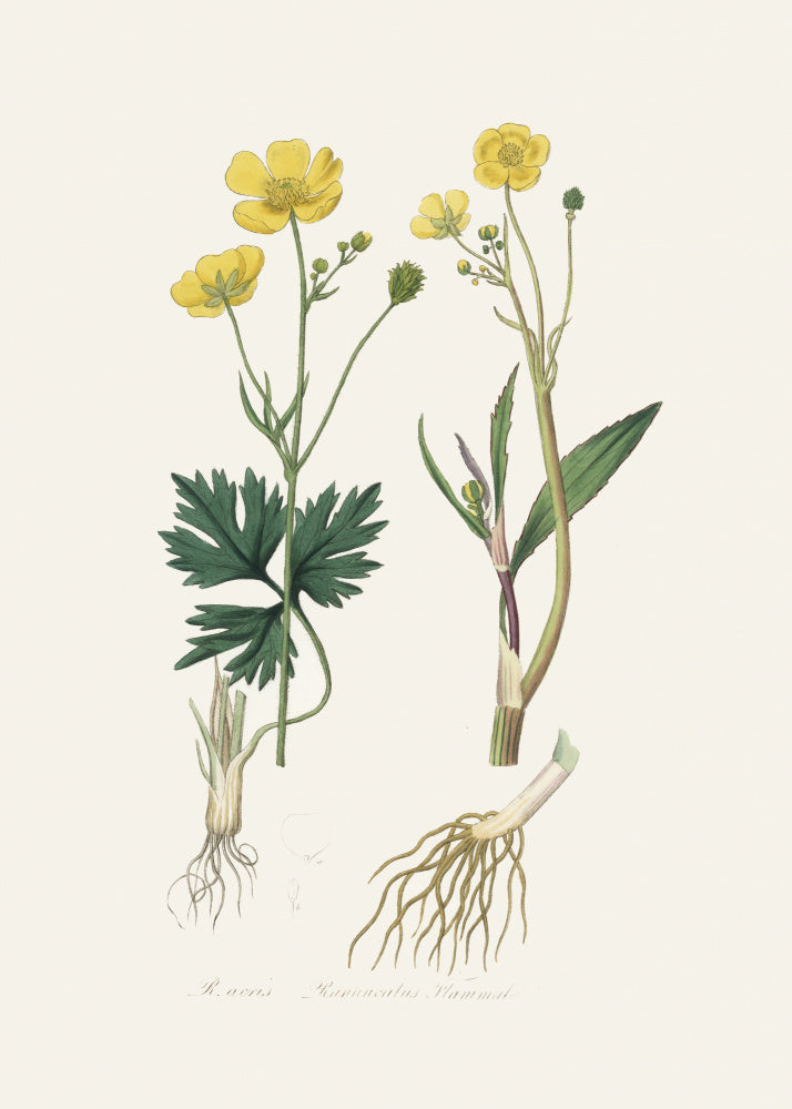 Lesser Spearwort (ranunculus Flammula) Medical Botany | Poster