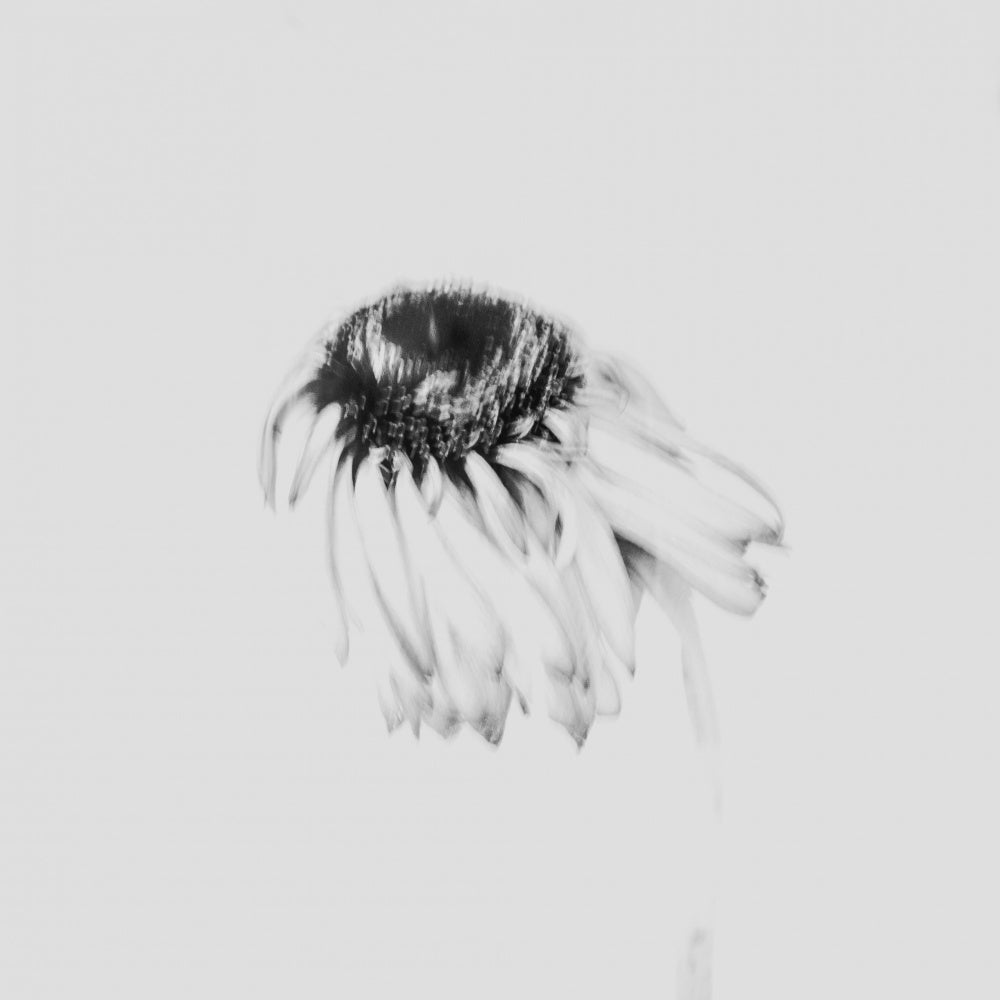 Soft Fading Flower | Canvas