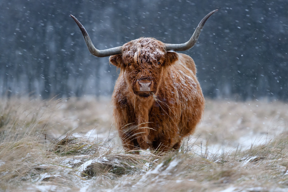 Snowy Highland Cow | Canvas