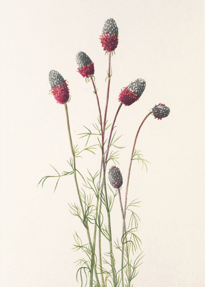 Purple Prairie Clover From North American Wildflowers (1925) By Mary Vaux Walcott | Poster