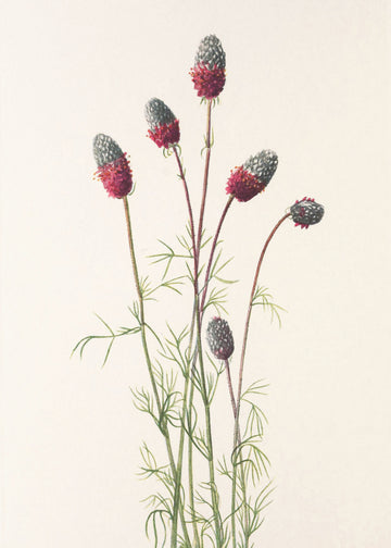 Purple Prairie Clover From North American Wildflowers (1925) By Mary Vaux Walcott | Poster
