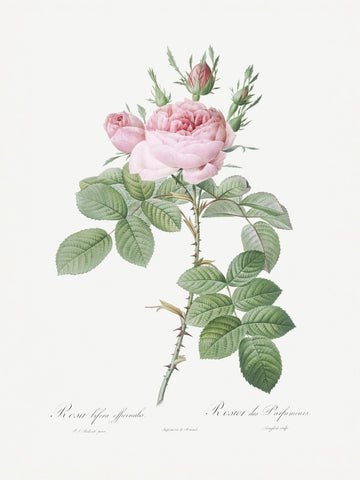 Rosa Bifera Officinalis,les Roses (1817–1824) | Canvas