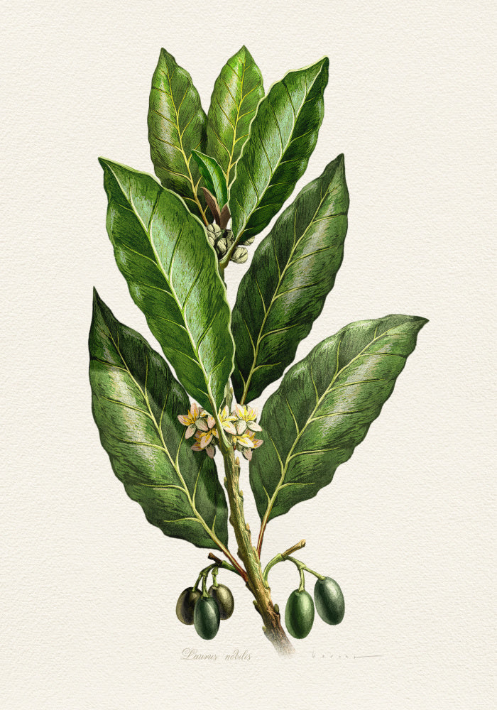 Botanical Leaves and Fruit | Canvas