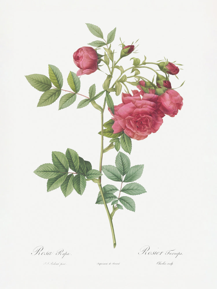Turnip Roses, Les Roses (1817–1824) | Poster