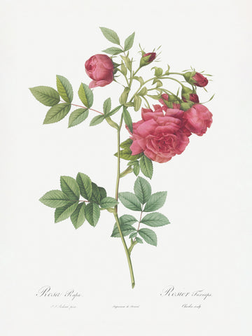Turnip Roses, Les Roses (1817–1824) | Poster
