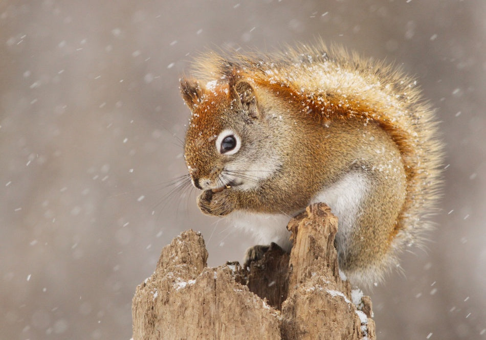 Snowy Red Squirrel | Poster