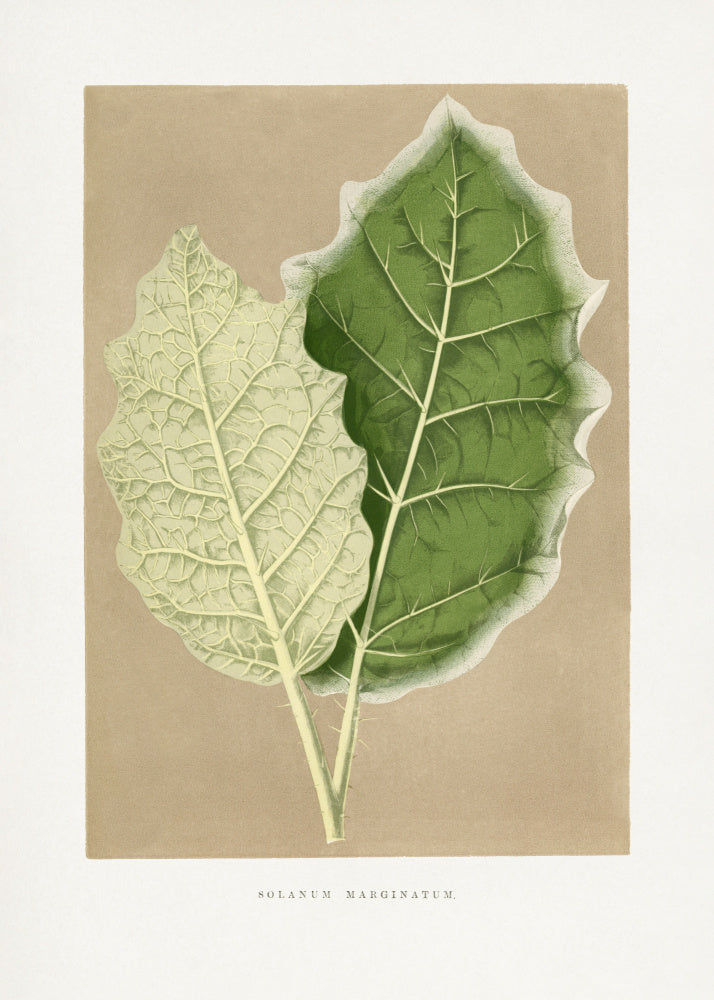 Green Solanum Marginatum Leaf Illustration | Canvas