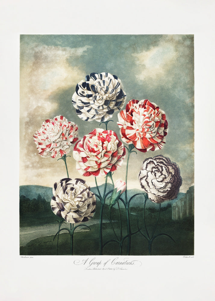 A Group of Carnations from The Temple of Flora (1807) | Canvas
