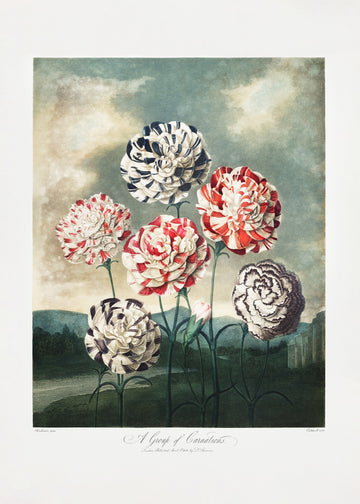 A Group of Carnations from The Temple of Flora (1807) | Poster