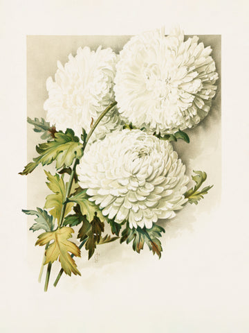 Chrysanthemums for Christmas Eve | Poster