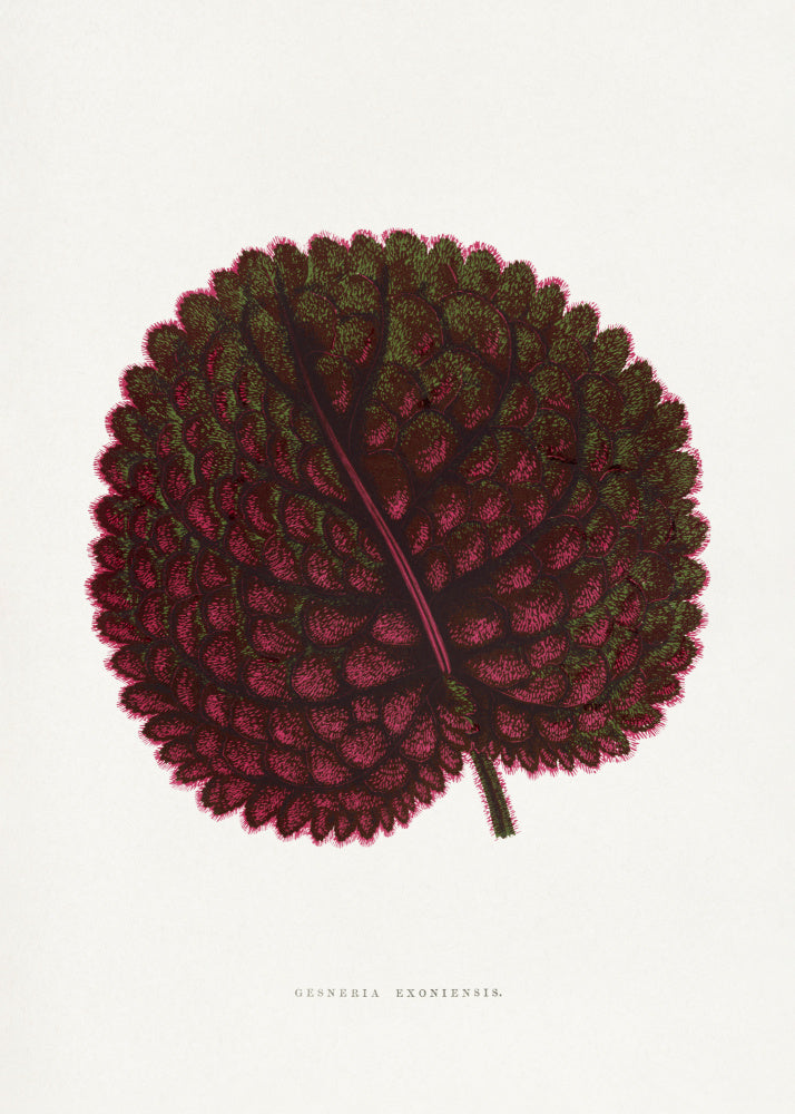Pink Gesneria Exoniensis Leaf Illustration | Poster