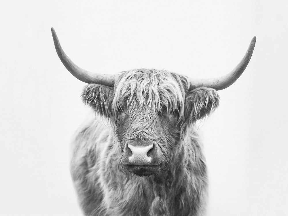 Highland Bull | Canvas
