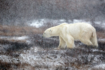 Snowfall Polar Bear | Canvas