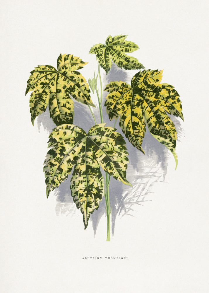 Abutilon Thompsoni Leaf Illustration | Canvas