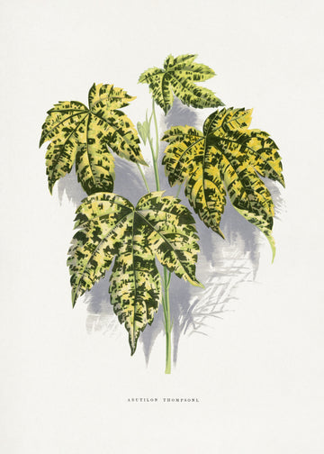 Abutilon Thompsoni Leaf Illustration | Canvas