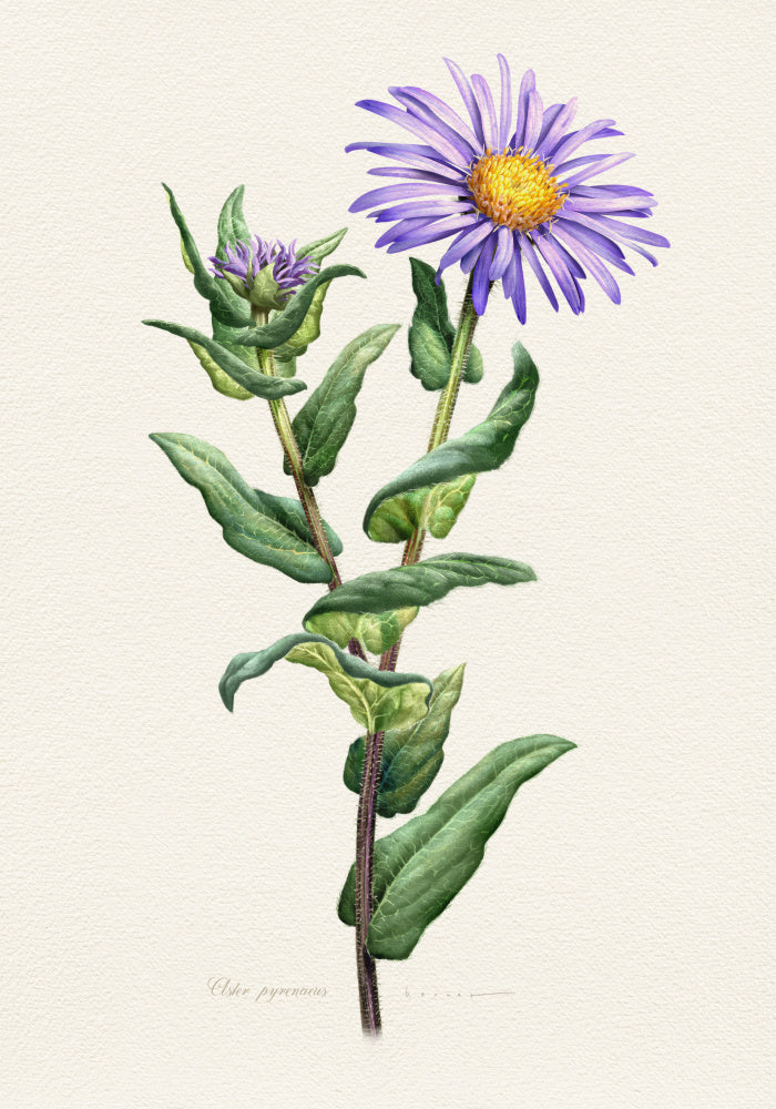 Purple Aster Botanical Study | Canvas